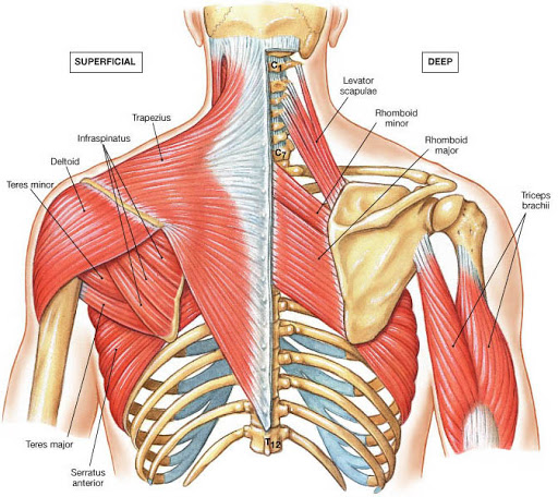 muscles of upper back.jpg